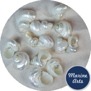 8343-P1 - Pearl Silvermouth Turbo - Project Pack